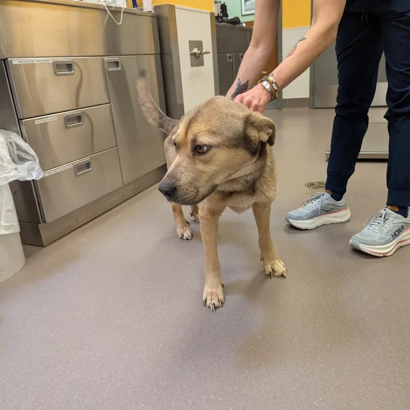 An adult large-sized male Yellow / Tan / Blond / Fawn Shepherd dog named Tyler for adoption in Norman, OK