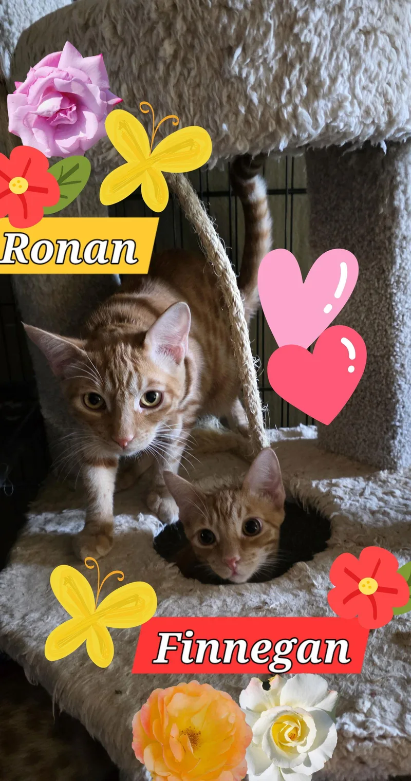 Ronan And Finnegan