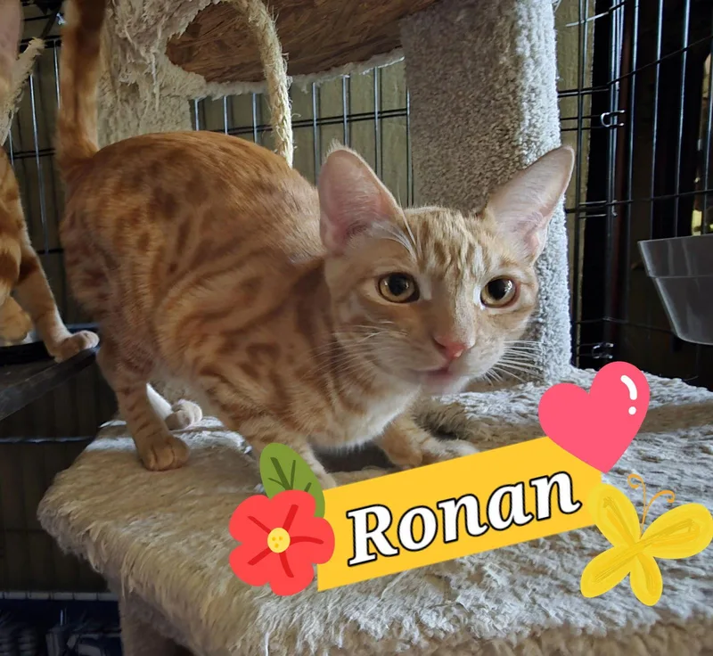 Ronan And Finnegan thumbnail 2