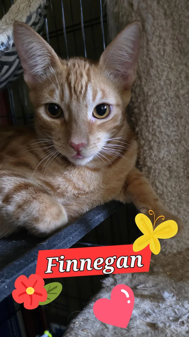 Ronan And Finnegan thumbnail 3