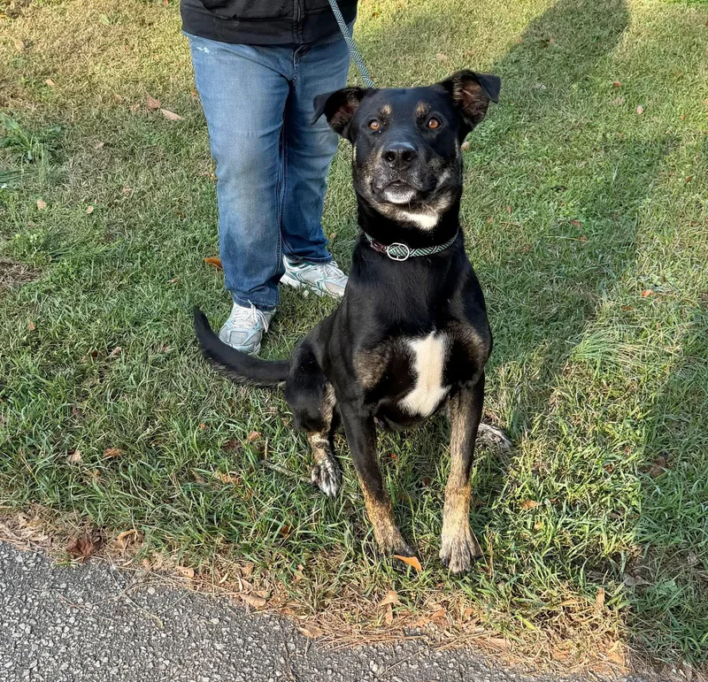 An adult medium-sized male Mixed Breed dog named Oatis for adoption in Elizabethtown, NC