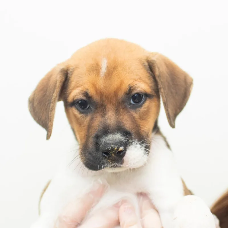 A baby small-sized female White / Cream Mixed Breed dog named Myrtle Beach for adoption in Middletown, RI