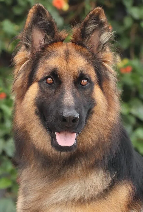 A young large-sized male Black German Shepherd Dog dog named Rocky von Roklum for adoption in Los Angeles, CA
