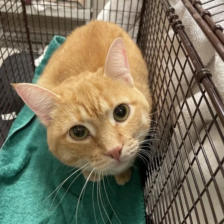 An adult medium-sized female Orange / Red Domestic Short Hair cat named Sunny for adoption in Chicago, IL