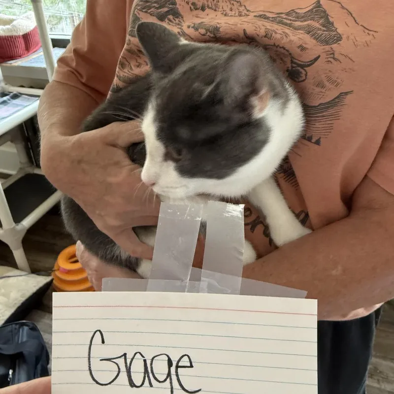 A baby small-sized male American Shorthair cat named GrumpyGage for adoption in Pittsburgh, PA