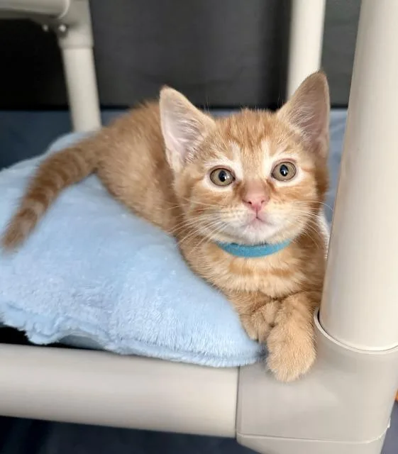 A baby medium-sized female Domestic Short Hair cat named Tangelo for adoption in Shoreline, WA