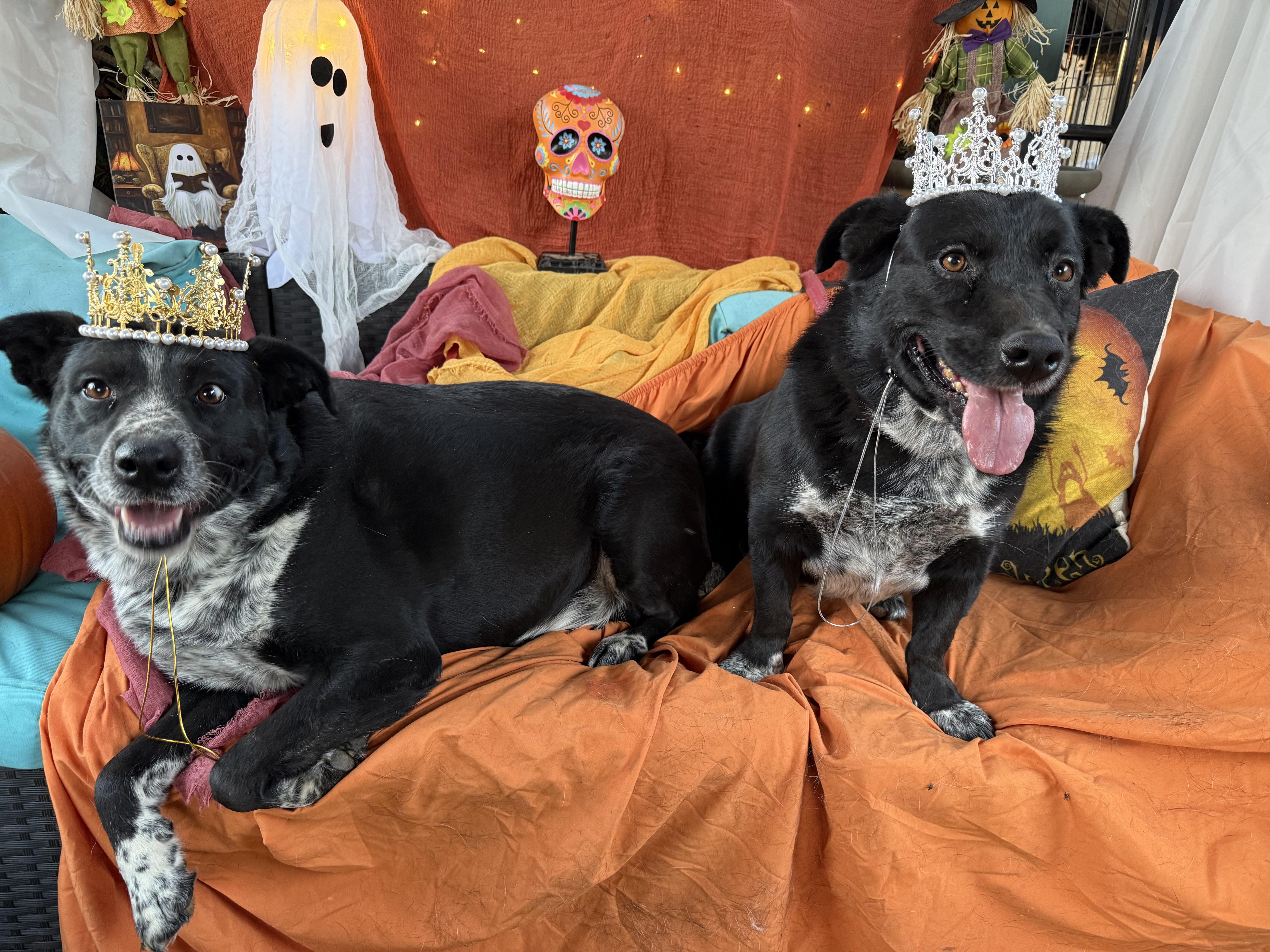 Scarlett  Absolute Sweetheart thumbnail 2