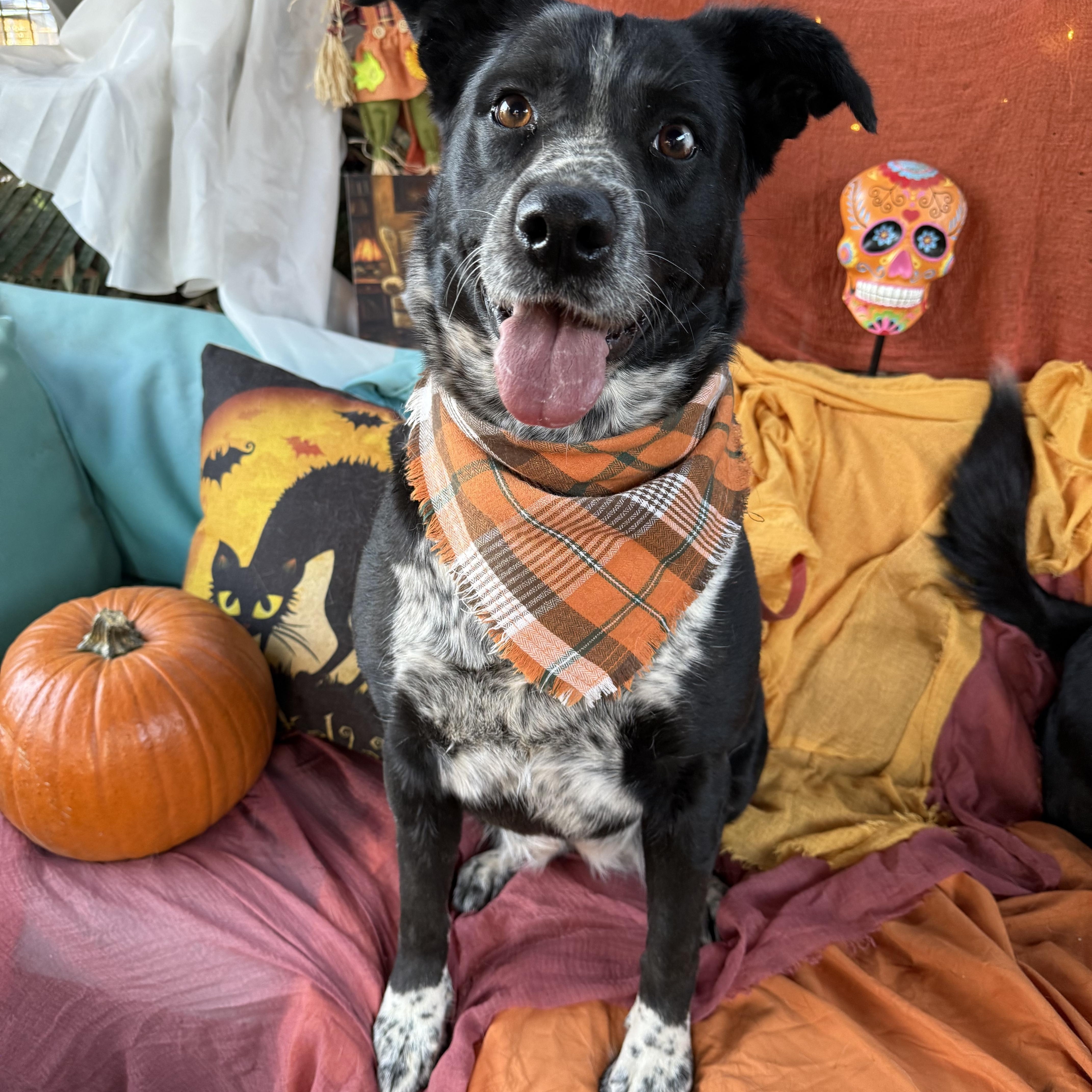 Scarlett  Absolute Sweetheart