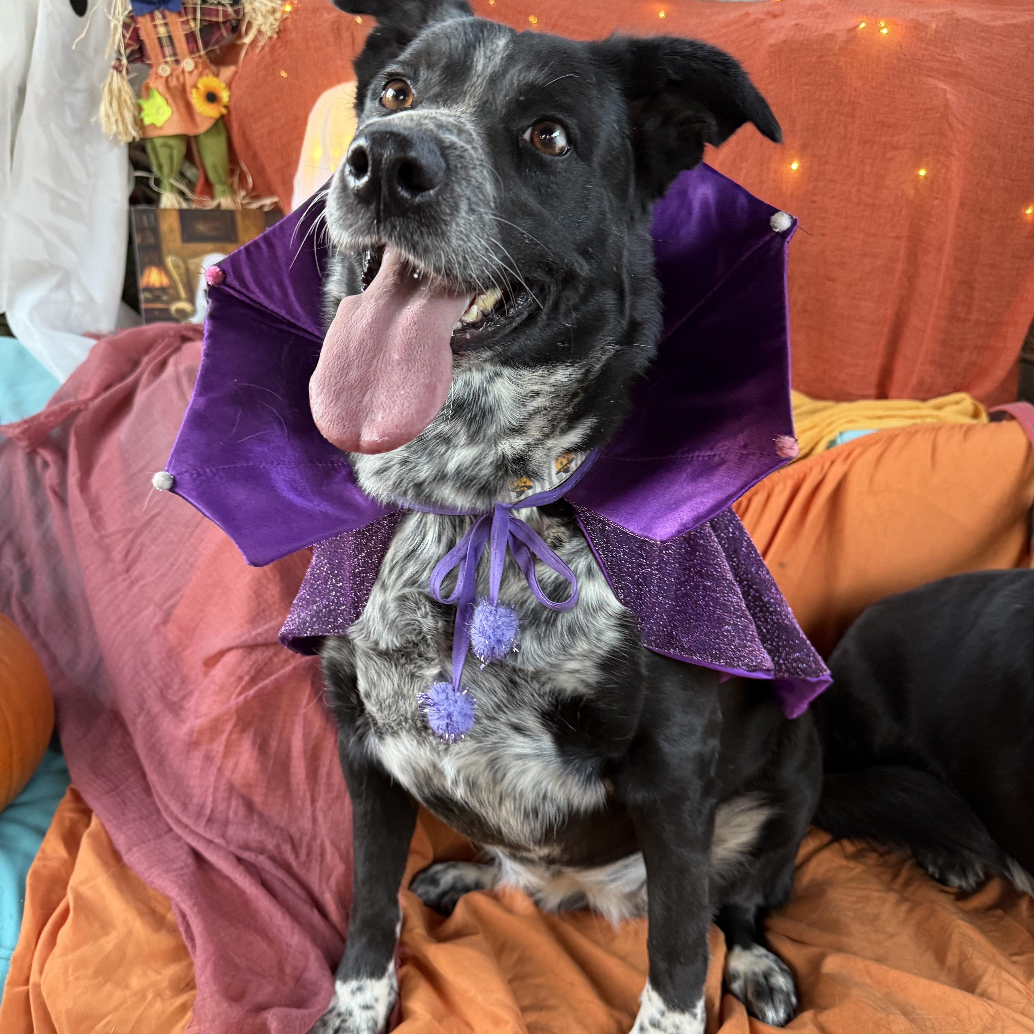 Scarlett  Absolute Sweetheart thumbnail 3