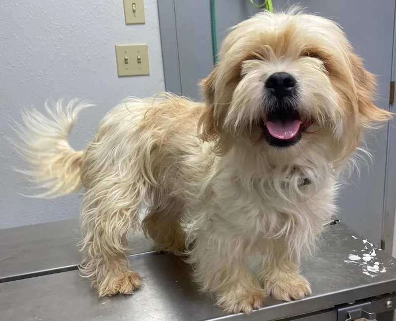 An adult small-sized female Shih Tzu dog named Lucy for adoption in Lockhart, TX