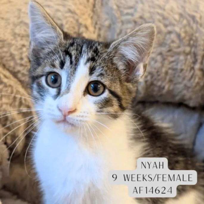 A young medium-sized female Tabby (Gray / Blue / Silver) Domestic Short Hair cat named Nyah for adoption in Supply, NC