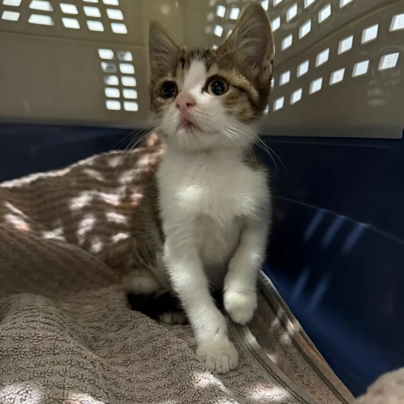 A baby small-sized female White Domestic Short Hair cat named Juniper for adoption in Seminole, FL