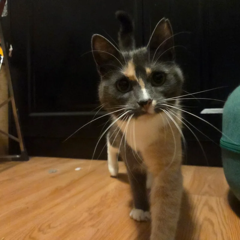 An adult medium-sized female Domestic Short Hair cat named Muñeca for adoption in East Greenwich, RI