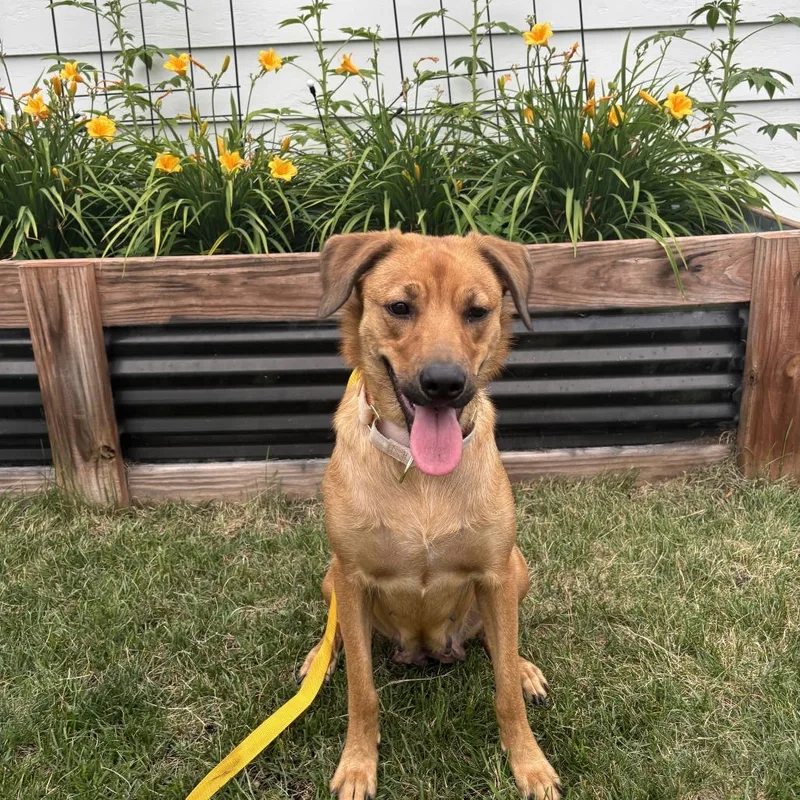 An adult medium-sized female Golden Retriever dog named Clementine D for adoption in Minnetonka, MN
