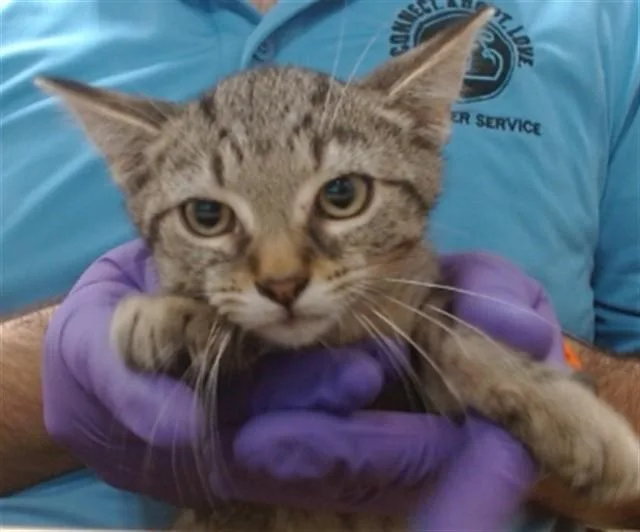 A baby small-sized female Domestic Short Hair cat named Foxy for adoption in Miami, FL