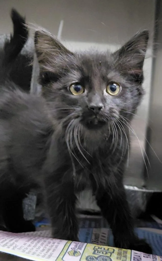 A baby medium-sized male Domestic Short Hair cat named Midnight for adoption in Henderson, NC