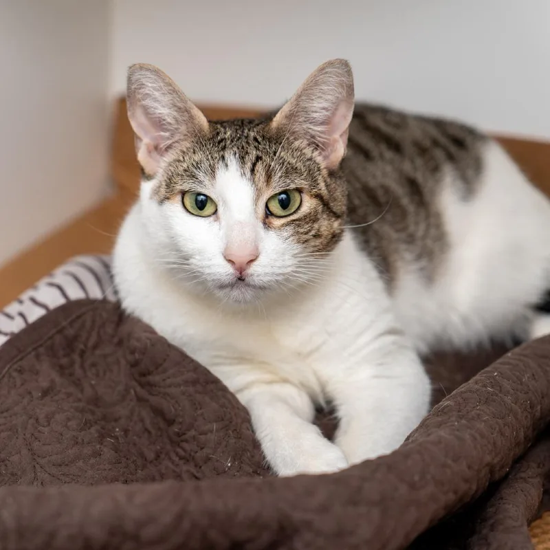 An adult large-sized female White Domestic Short Hair cat named Tawna Bandicoot for adoption in New York, NY