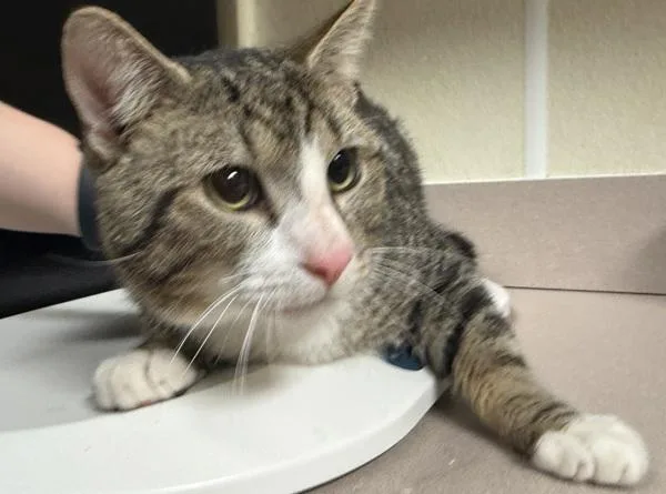 A young small-sized male Domestic Short Hair cat named Longhorn for adoption in Salisbury, MD