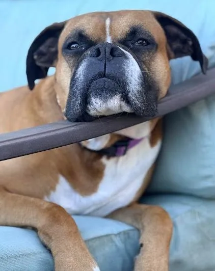 A senior medium-sized female Boxer dog named Virtue ABR Return for adoption in Hewitt, TX