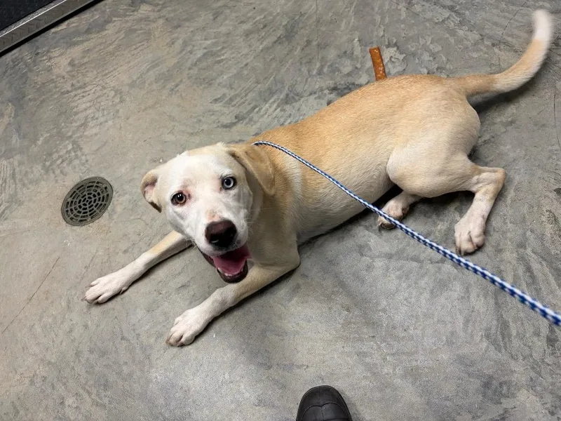 A young large-sized female Labrador Retriever dog named Pickles for adoption in Lee's Summit, MO