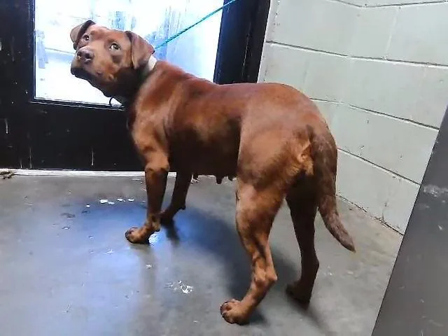 An adult medium-sized female Pit Bull Terrier dog named Amanda for adoption in Tulsa, OK