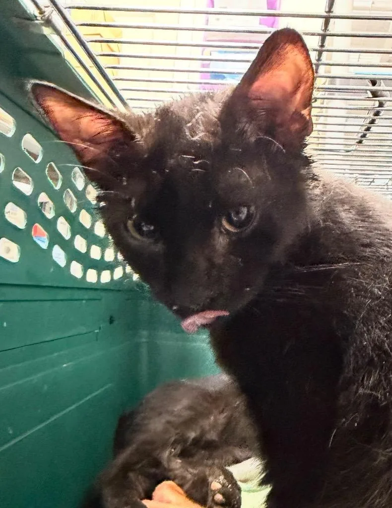 A baby medium-sized male Domestic Short Hair cat named Nestle for adoption in Pomona, NY