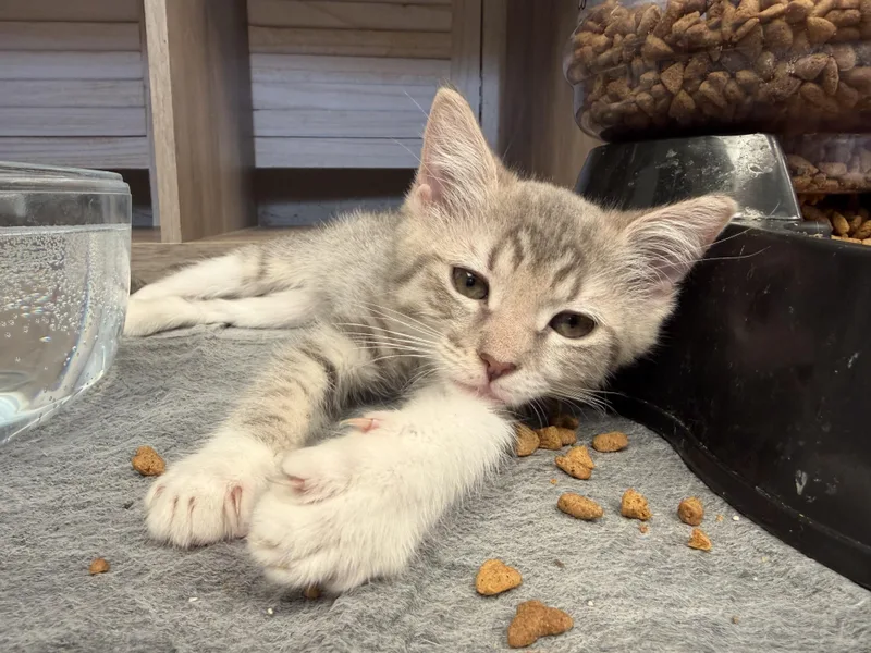 A baby small-sized male Domestic Long Hair cat named Mickey Mouse for adoption in Rio Linda, CA