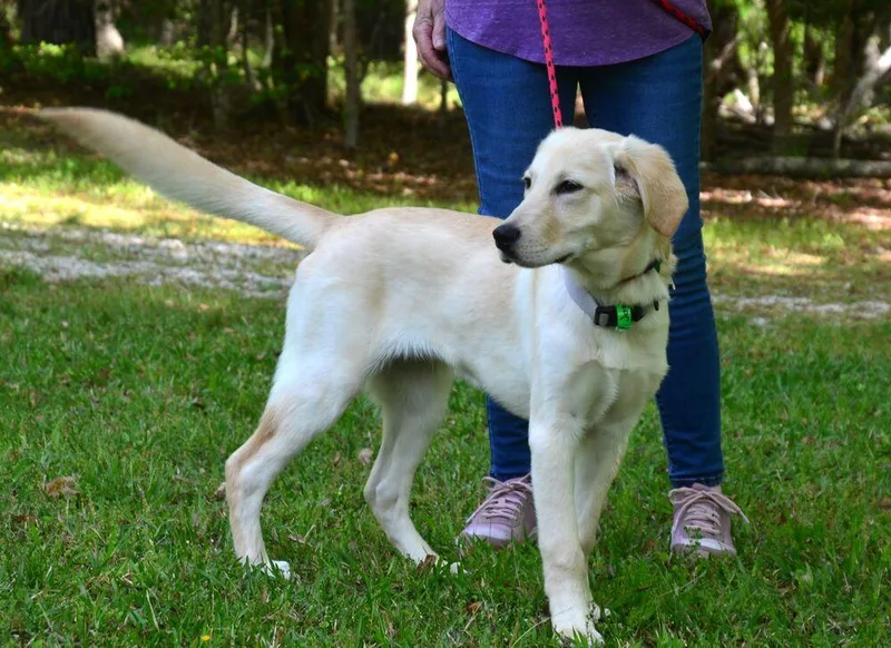 A baby large-sized male Yellow / Tan / Blond / Fawn Labrador Retriever dog named Jayce for adoption in Willingboro, NJ