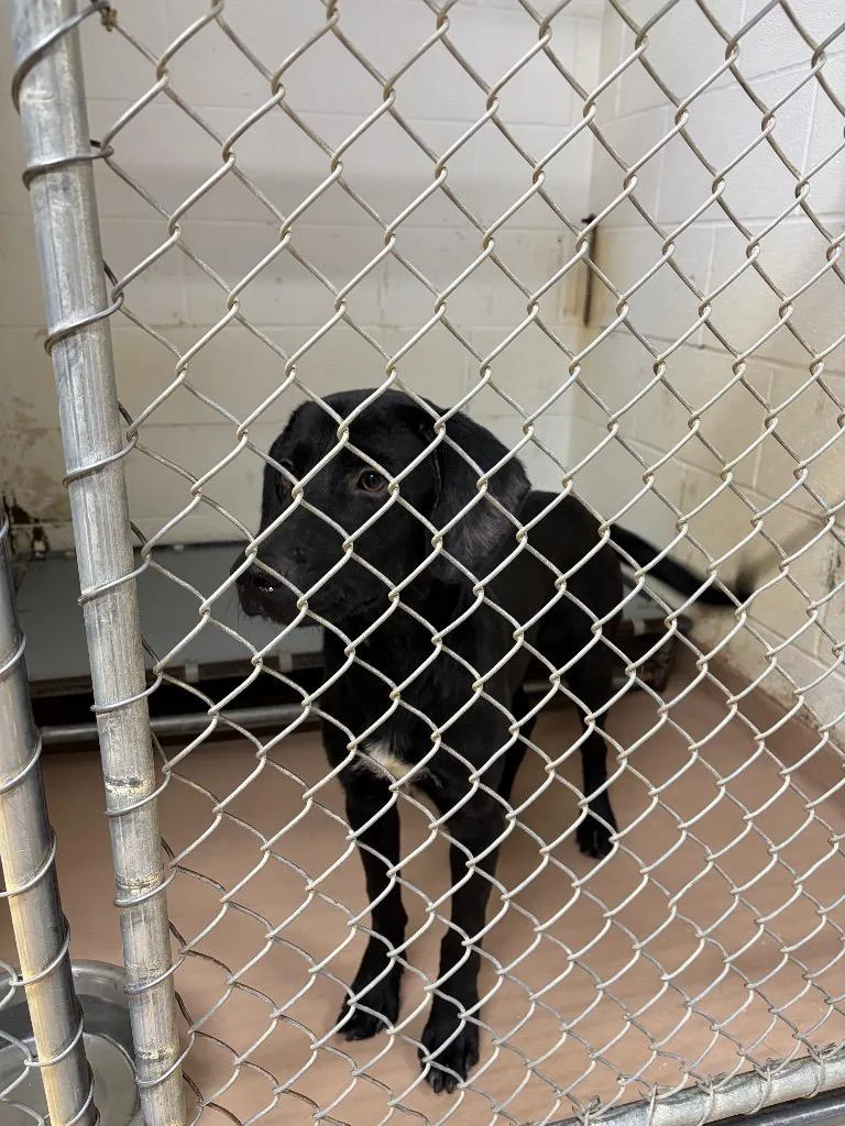 A young medium-sized male Labrador Retriever dog named Cosmo for adoption in Nacogdoches, TX