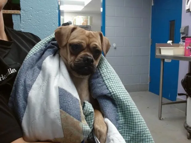 A young small-sized male Pug dog named Shake for adoption in Albuquerque, NM