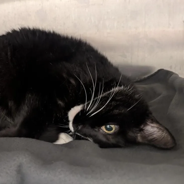 A senior large-sized male Black Domestic Short Hair cat named Bb for adoption in Springfield, IL