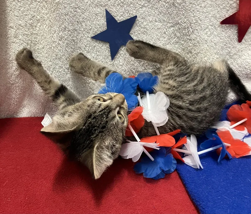 A baby medium-sized female Domestic Short Hair cat named Lorena for adoption in Dublin, OH