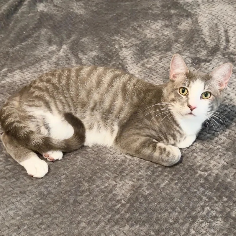 A baby small-sized male Domestic Short Hair cat named Jerry for adoption in Miami, FL