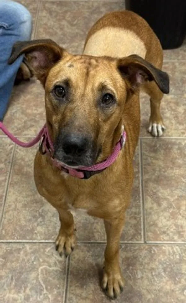 An adult medium-sized female Shepherd dog named Bonnie for adoption in Littleton, CO