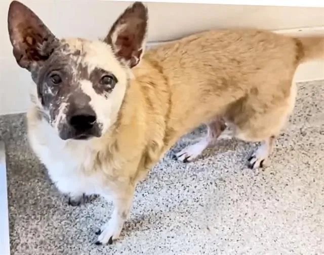 A young large-sized female German Shepherd Dog dog named Zoe for adoption in Houston, TX