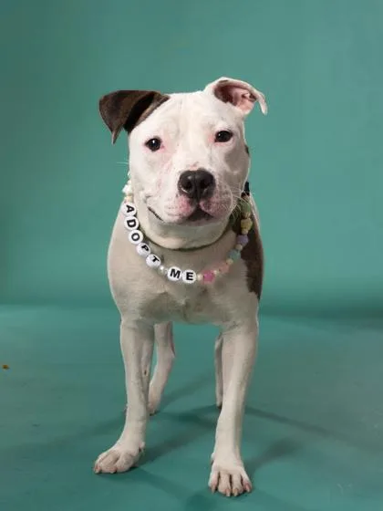 An adult large-sized female Pit Bull Terrier dog named Trixie for adoption in Atlanta, GA