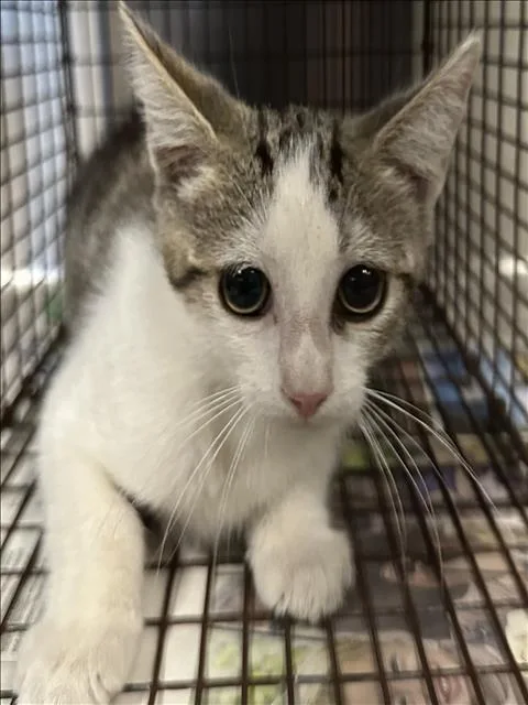 A baby small-sized female Domestic Short Hair cat named A for adoption in San Pedro, CA