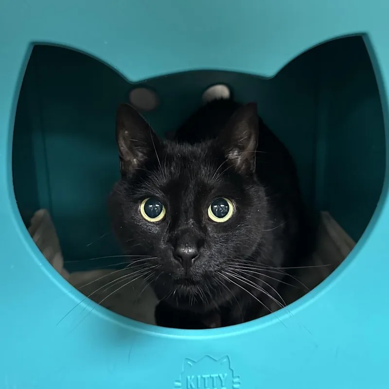 A senior medium-sized female Black Domestic Short Hair cat named Boo for adoption in Titusville, FL