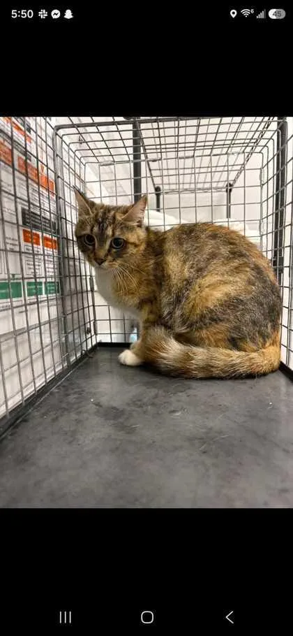A young medium-sized female Domestic Short Hair cat named Bixbite for adoption in Sevierville, TN