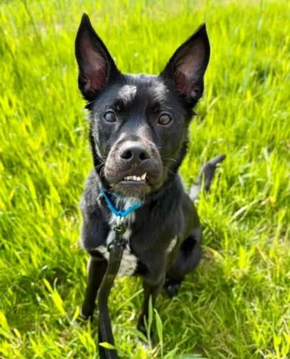 An adult medium-sized female Labrador Retriever dog named Willow for adoption in Parma, OH