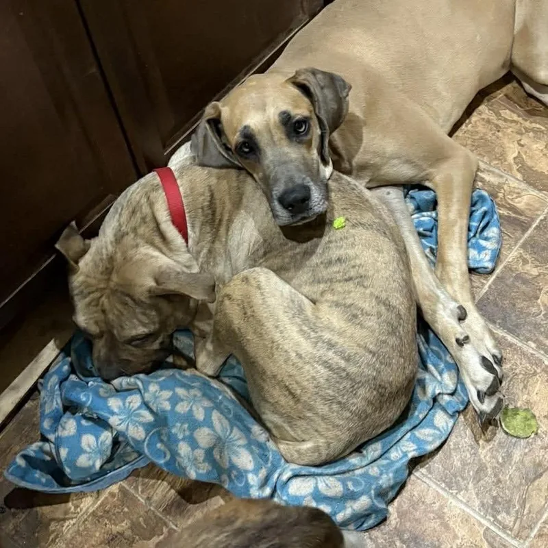 An adult medium-sized female Brindle Boxer dog named Honey for adoption in Rochester, MN