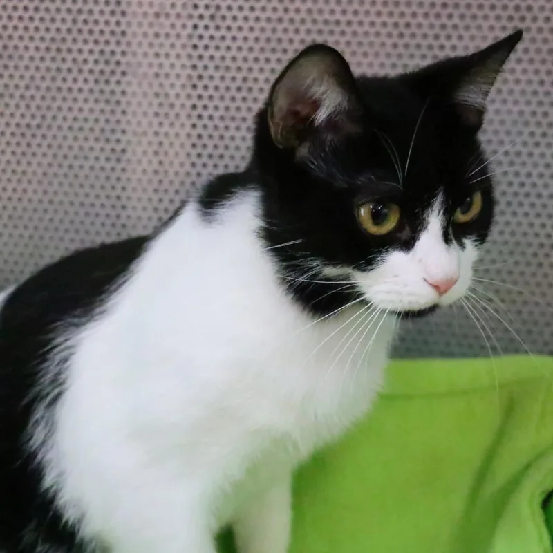 An adult medium-sized female Domestic Short Hair cat named April for adoption in Sarasota, FL