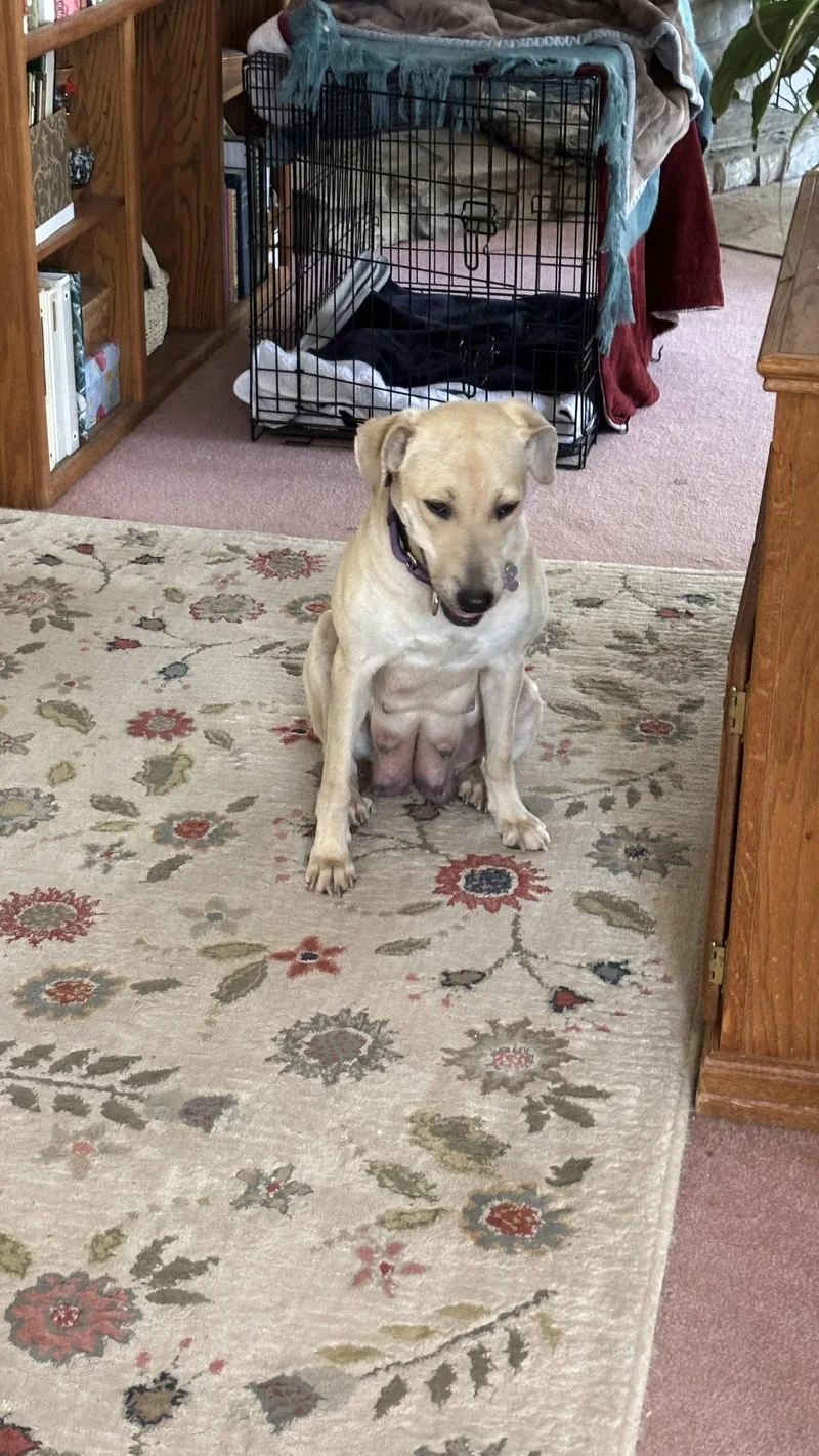 Diana 'cookie'  Japan