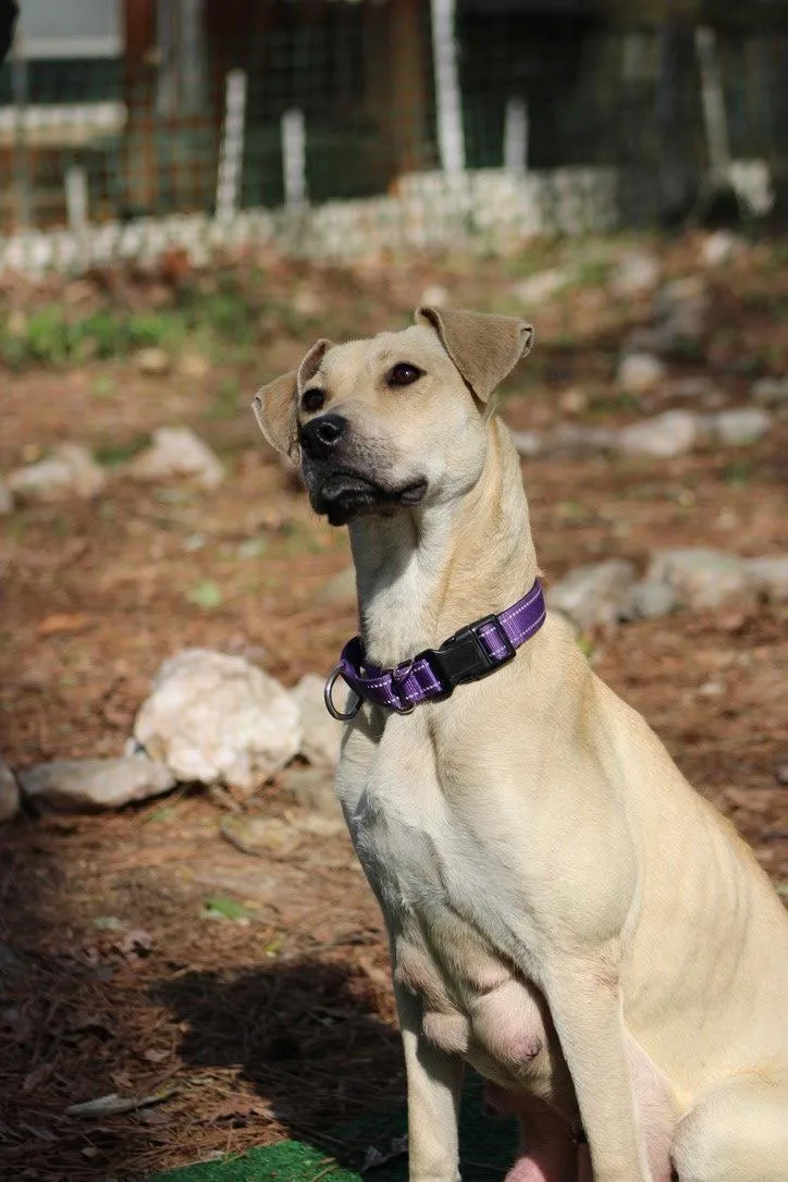 Diana 'cookie'  Japan thumbnail 2