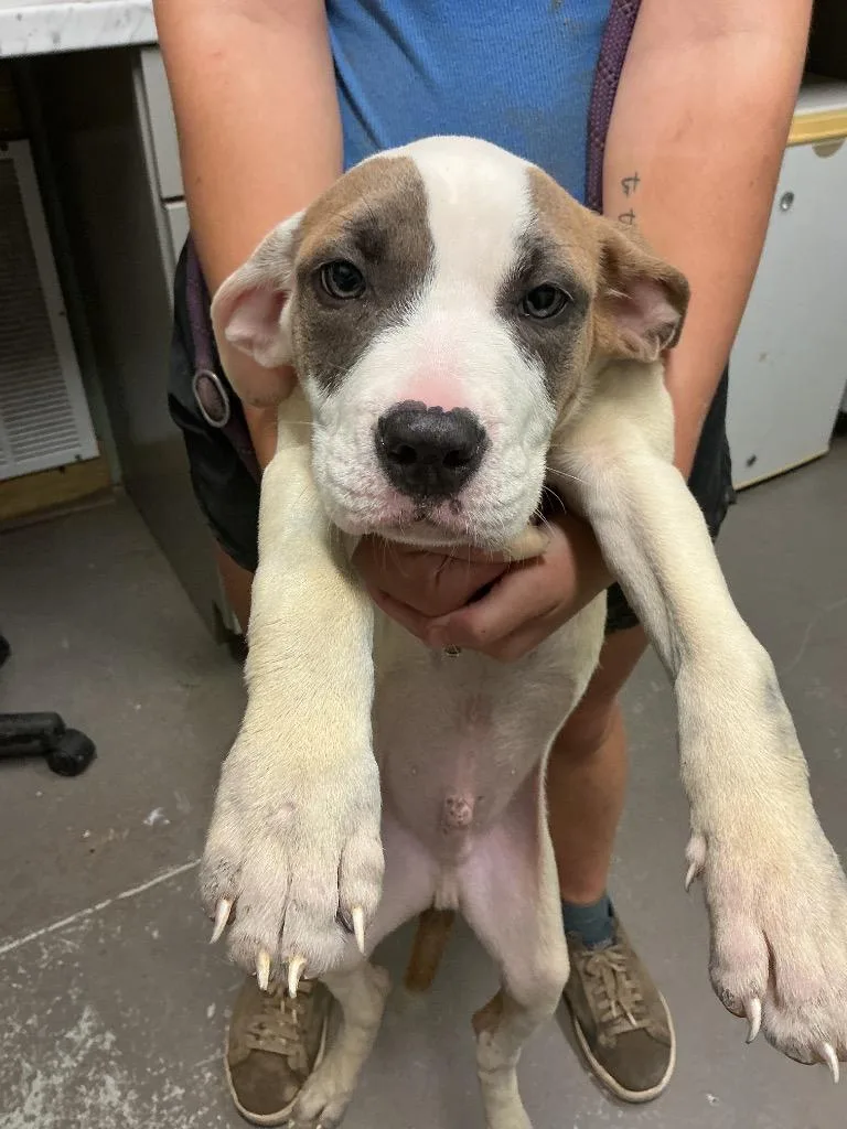 A baby small-sized male Mixed Breed dog named Rowan for adoption in Dyersburg, TN