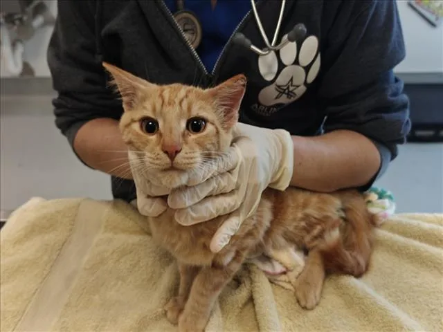 A baby small-sized male Domestic Short Hair cat named Freshy for adoption in Santa Fe, NM