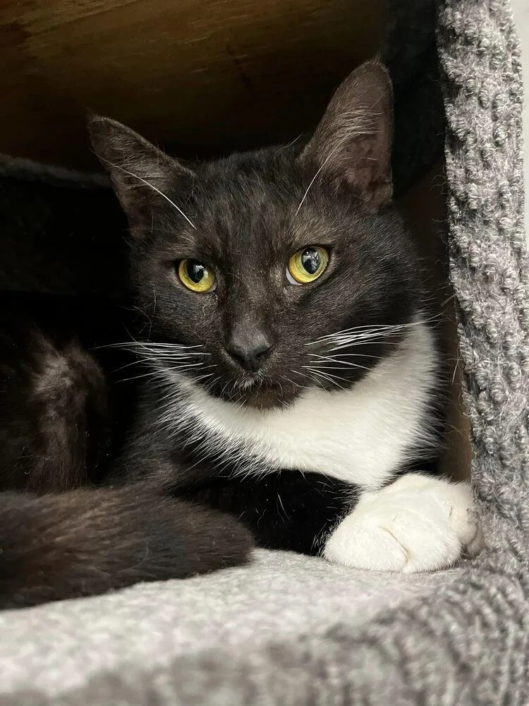 An adult medium-sized male Black & White / Tuxedo Domestic Short Hair cat named Whiskers for adoption in Acworth, GA
