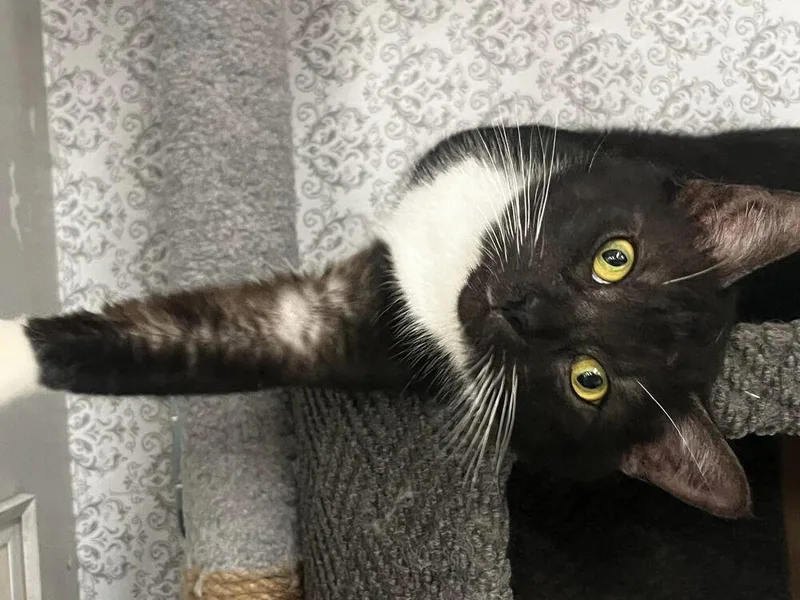 Whiskers thumbnail 2
