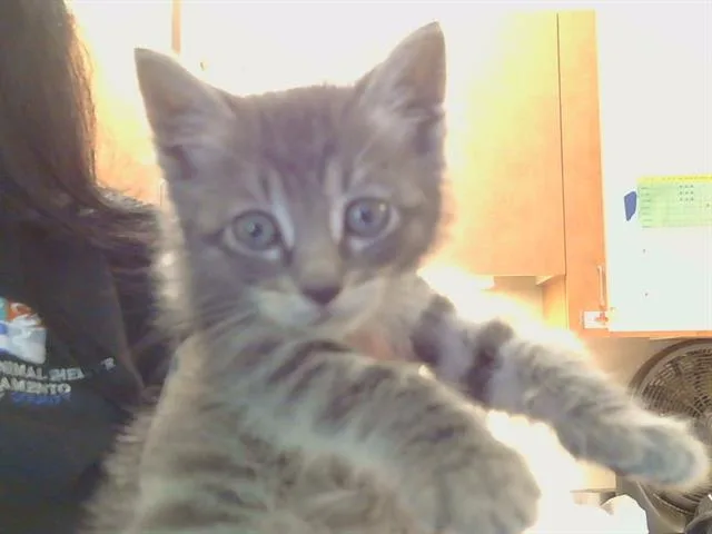 A baby small-sized male Domestic Short Hair cat named Noah for adoption in Sacramento, CA