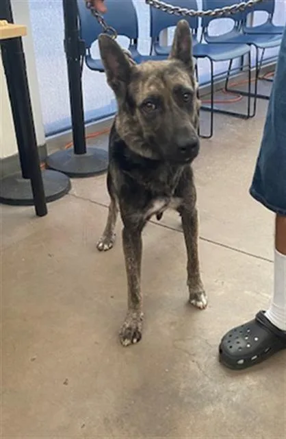 A young large-sized female Mixed Breed dog named Hannah for adoption in Dallas, TX